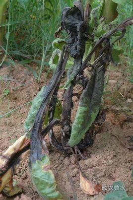 煙草低頭黑病 成因、癥狀與防治策略